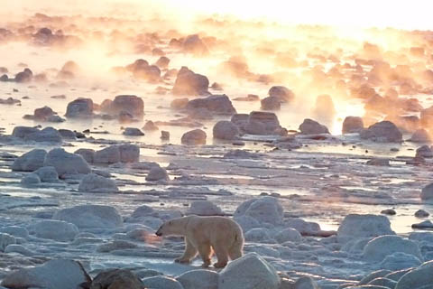 Foto Eisbär