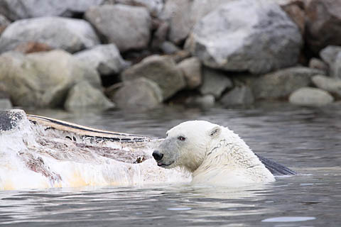 Foto Eisbär beim Fressen an einem verendeten Wal