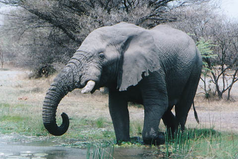 Foto Elefant