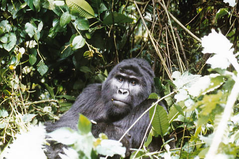 Foto Gorilla