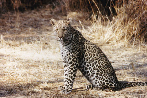 Foto Leopard