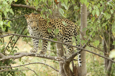 Foto Leopard